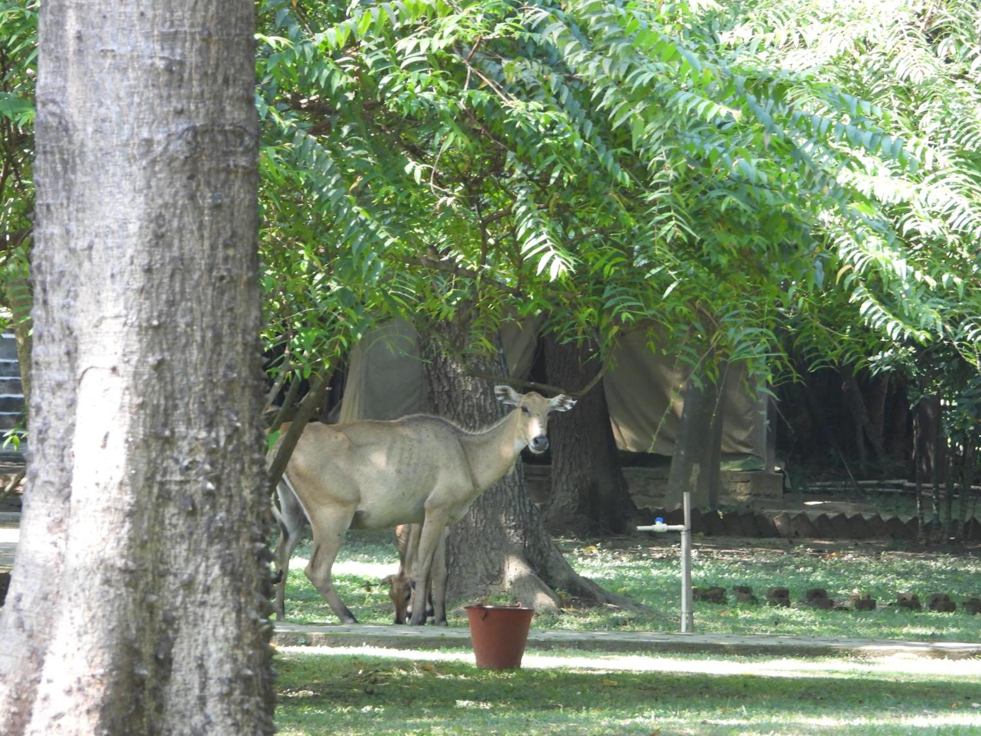 Lumbini Buddha Garden Resort Ngoại thất bức ảnh